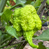 Moruga Trinidad Scorpion Pepper Seeds