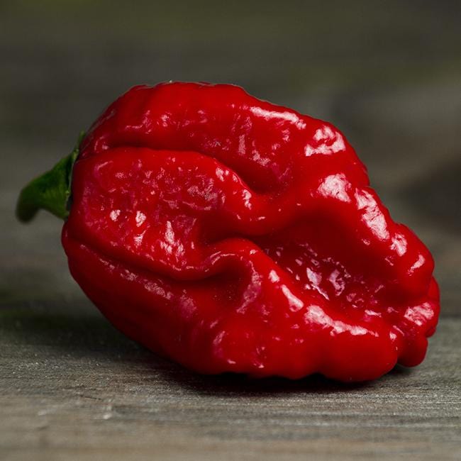 Moruga Trinidad Scorpion Pepper Seeds