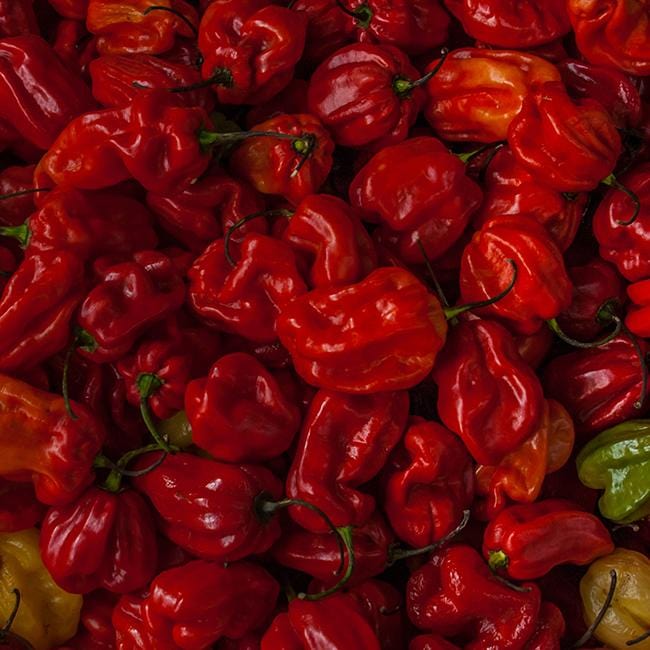 Moruga Trinidad Scorpion Pepper Seeds