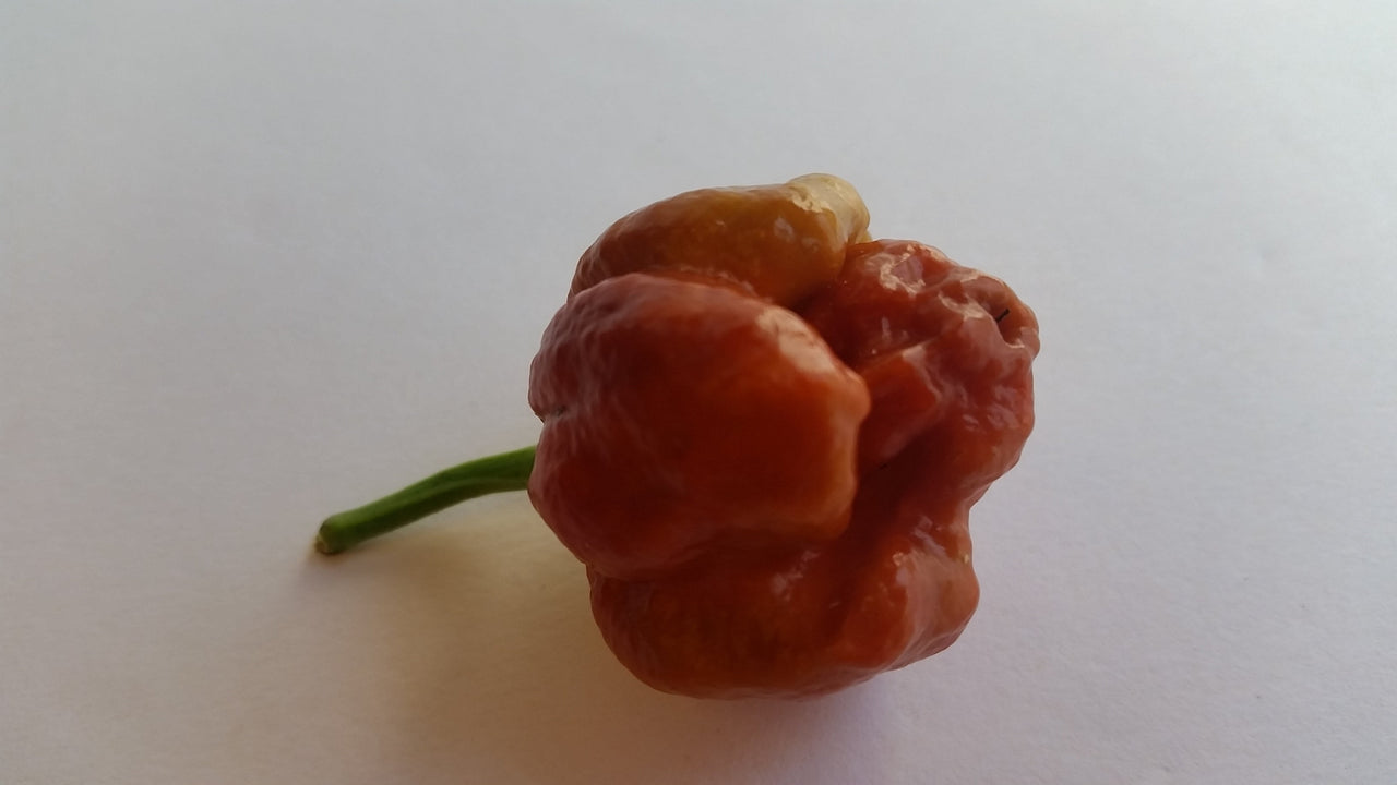 Moruga Scorpion Caramel - Seeds