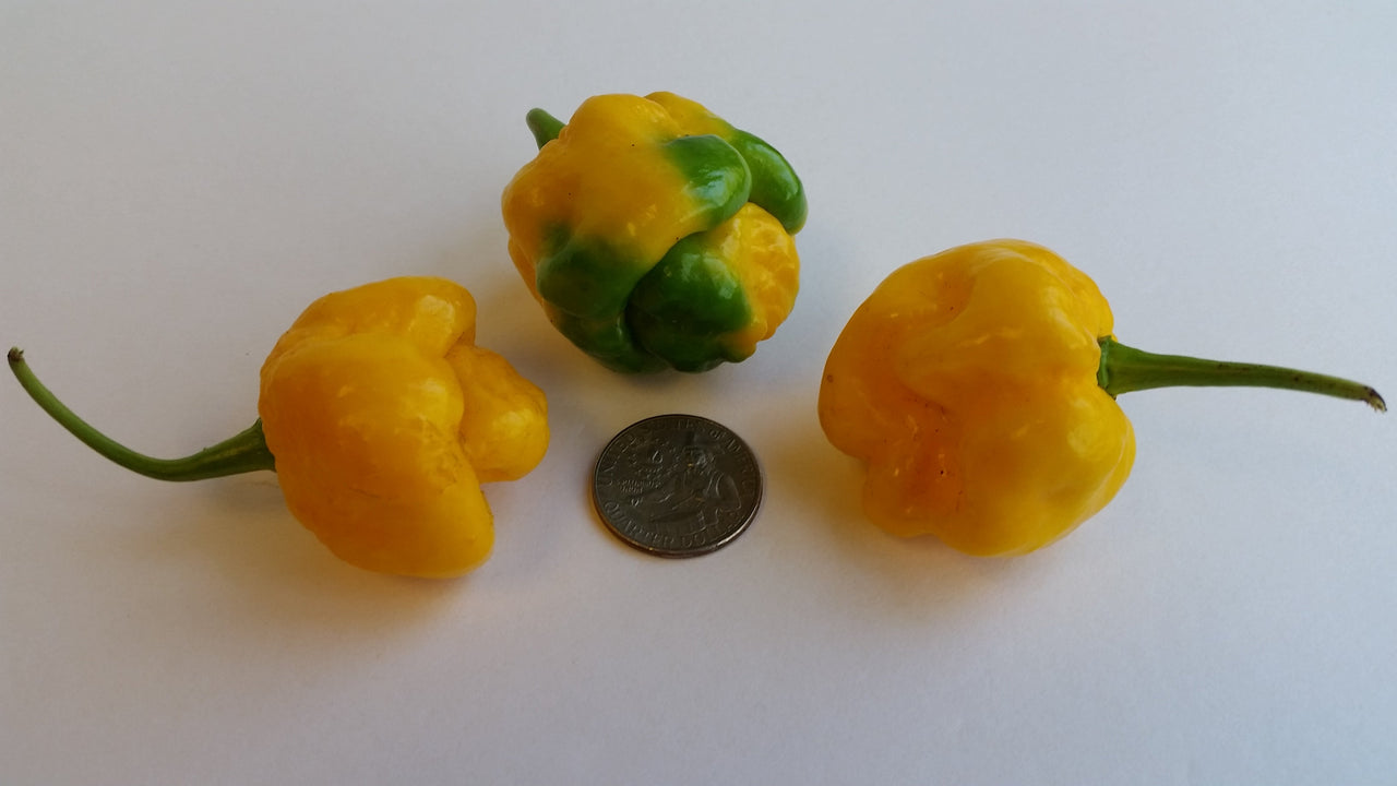 Moruga Scorpion Yellow - Seeds