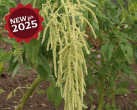 Green Tails Amaranth Seeds