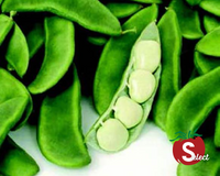 Fordhook 242 Bean Seeds