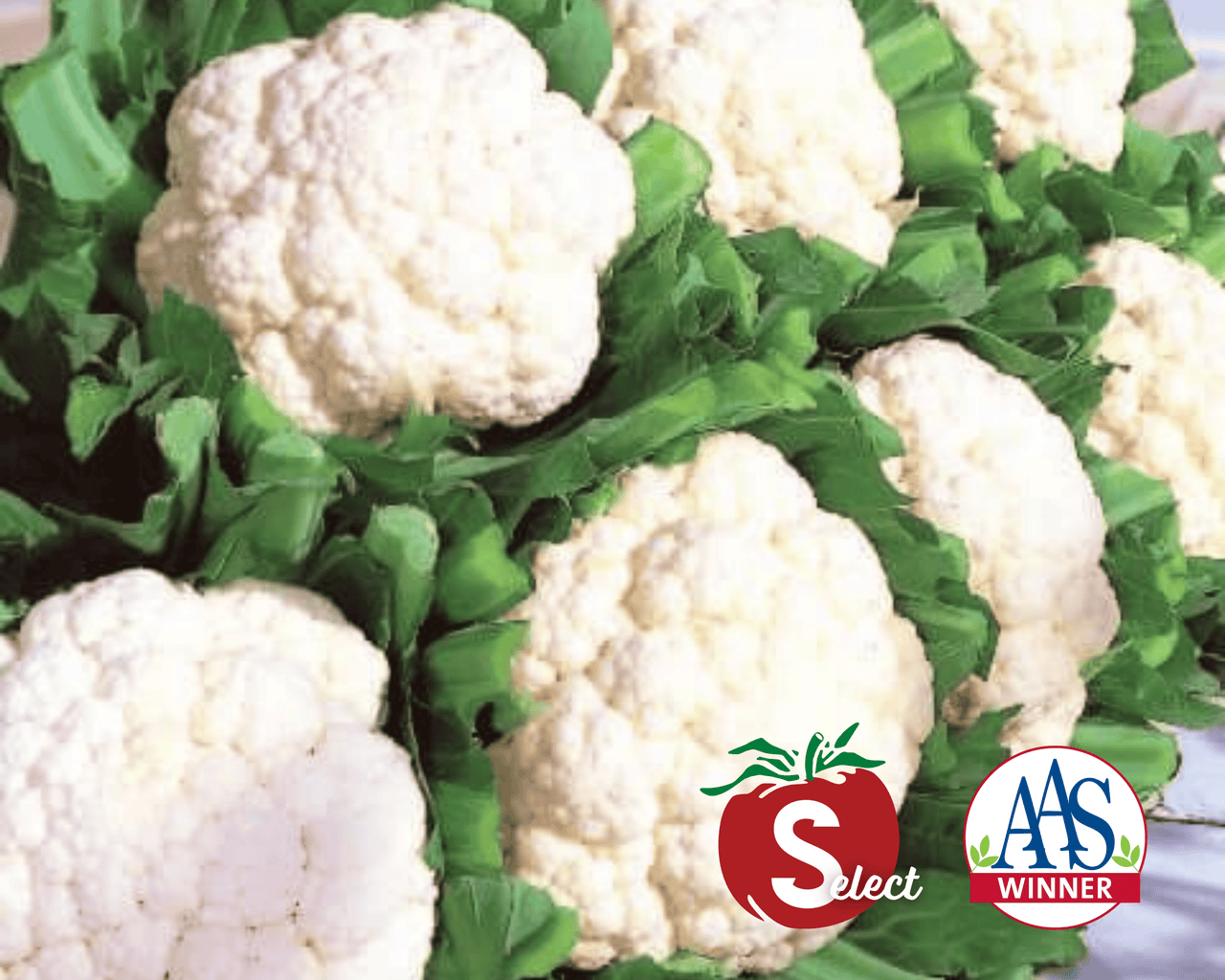 Snow Crown Hybrid Cauliflower Seeds