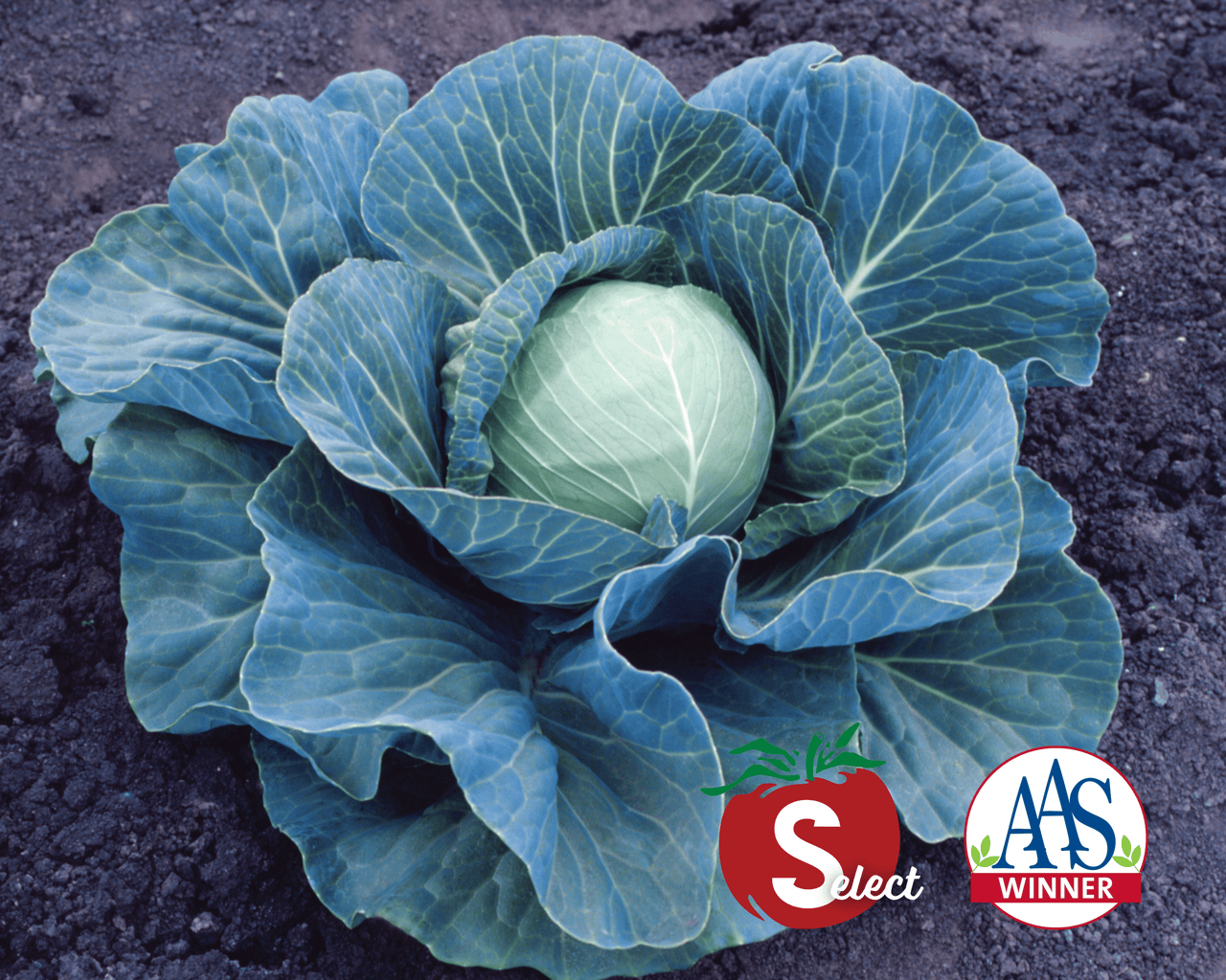 Stonehead Hybrid Cabbage Seeds