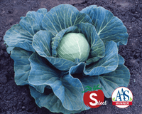 Stonehead Hybrid Cabbage Seeds