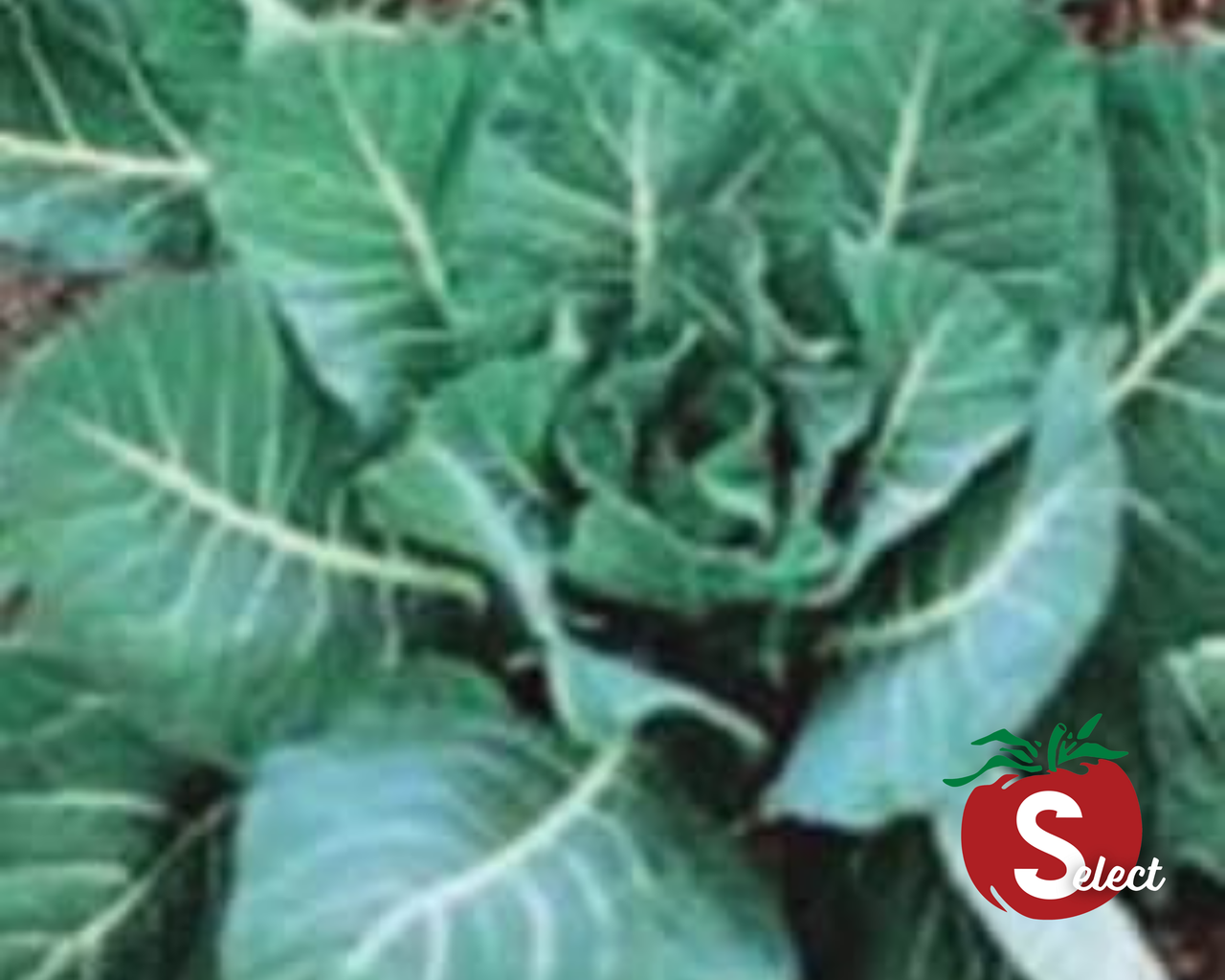 Georgia Southern Collard Seeds