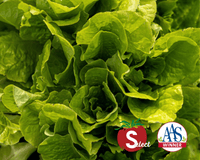 Buttercrunch Lettuce Seeds