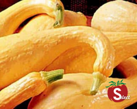 Early Golden Summer Crookneck Squash Seeds