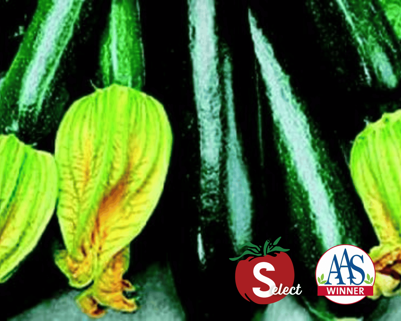 Black Beauty Zucchini Squash Seeds