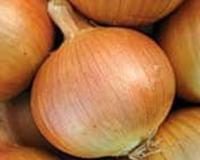Yellow Sweet Spanish Onion Seeds