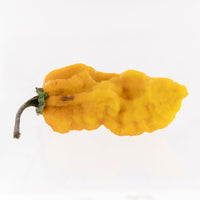 Thumbnail for Naga Bubblegum 7 Pot Yellow Pepper Seeds