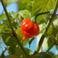 Thumbnail for Naga Viper Pepper Seeds