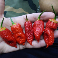 Thumbnail for Naga Bubblegum 7 Pot Red Pepper Seeds