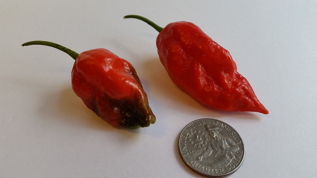 Naga Morich - Seeds