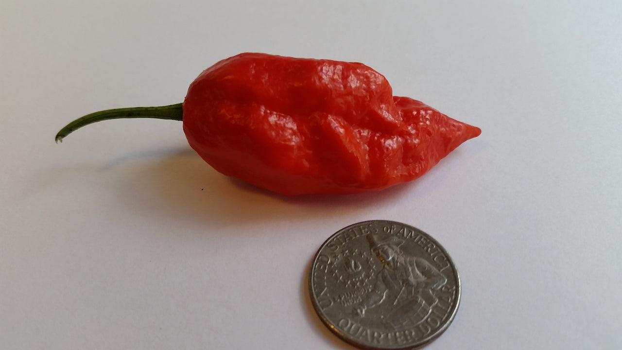 Naga Morich - Seeds