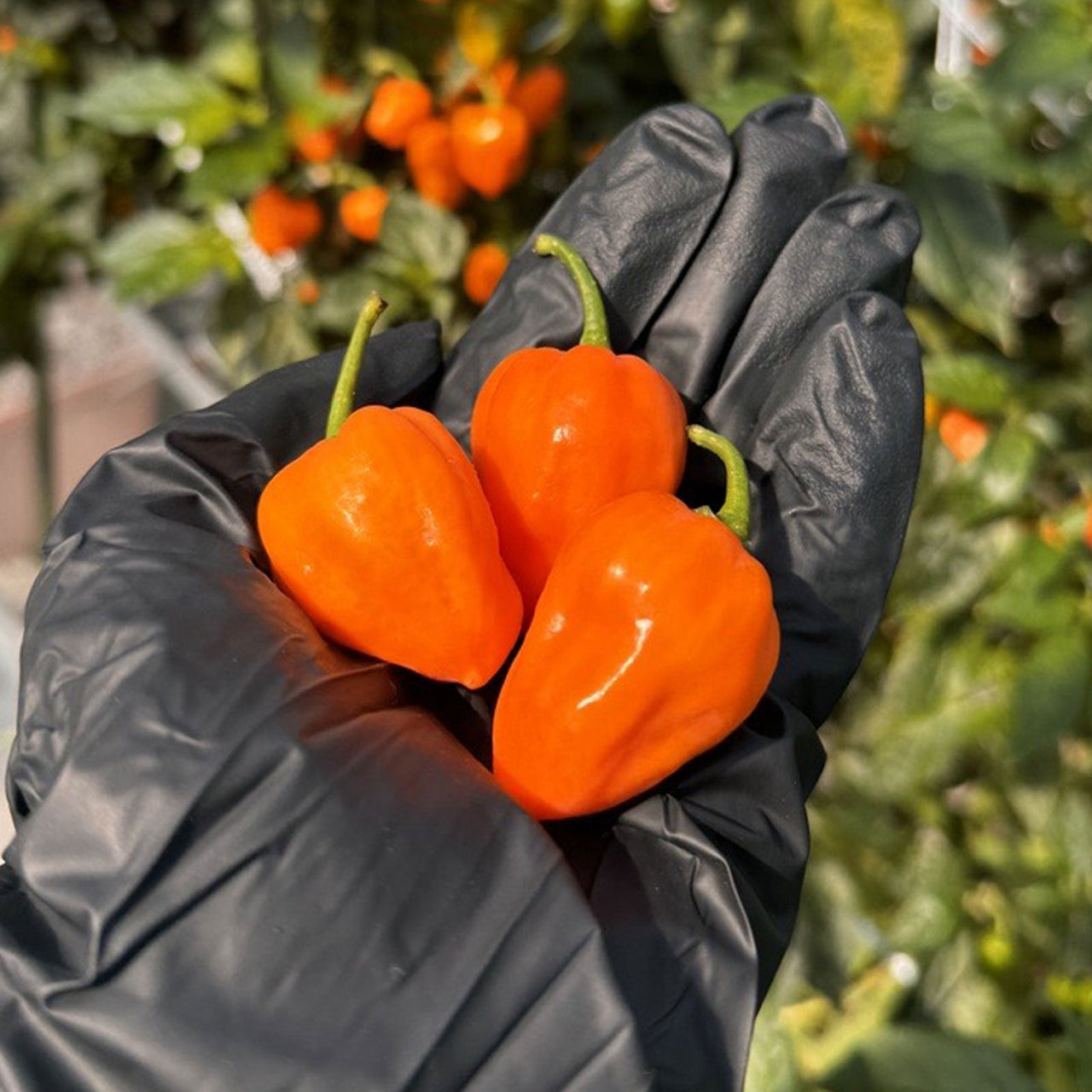 Habanero Pepper Seeds