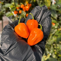 Thumbnail for Habanero Pepper Seeds