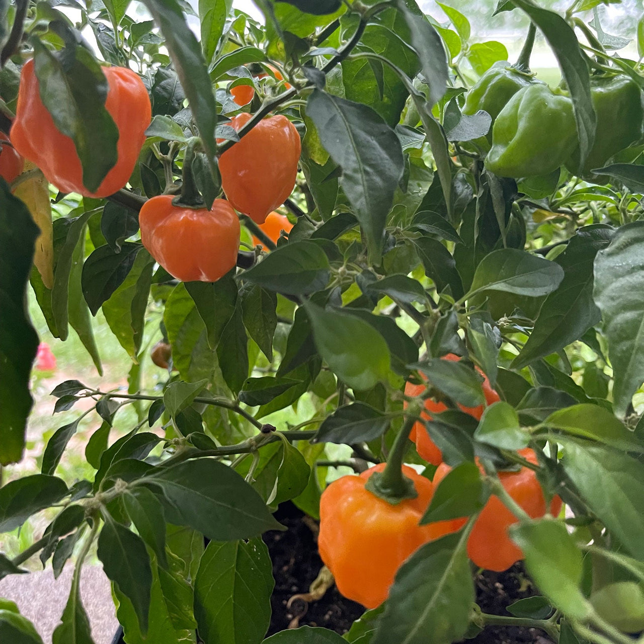 Habanero Pepper Seeds