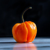 Thumbnail for Orange Scotch Bonnet Hot Pepper Seeds