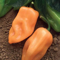 Burning Bush F1 Pepper Seeds