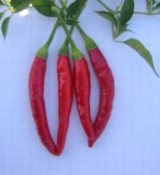 Red Hot Chili Pepper Seeds