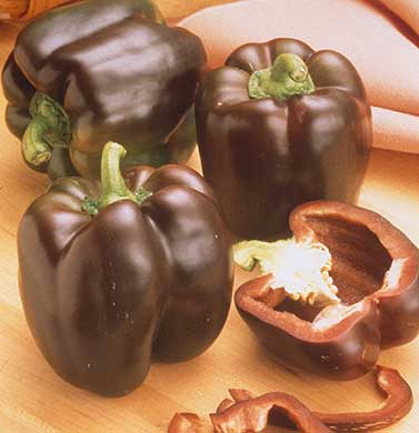 Chocolate Beauty Pepper Seeds