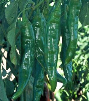 Numex Sandia Pepper Seeds