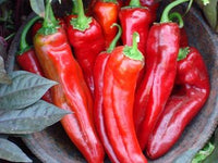 Thumbnail for Mama Mia Rosso F1 Pepper Seeds