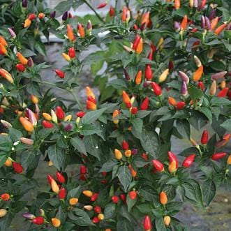 NuMex Twilight Pepper Seeds