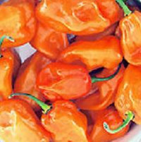 Thumbnail for Habanero Magnum Orange Pepper Seeds