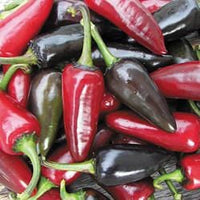 Thumbnail for Black Hungarian Pepper Seeds