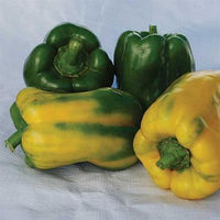 Thumbnail for Monster Yellow Pepper Seeds