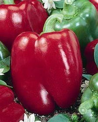 Thumbnail for Lipstick Pepper Seeds