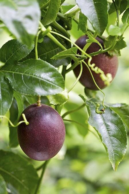 Purple Passion Fruit Vine Maracuya Morado
