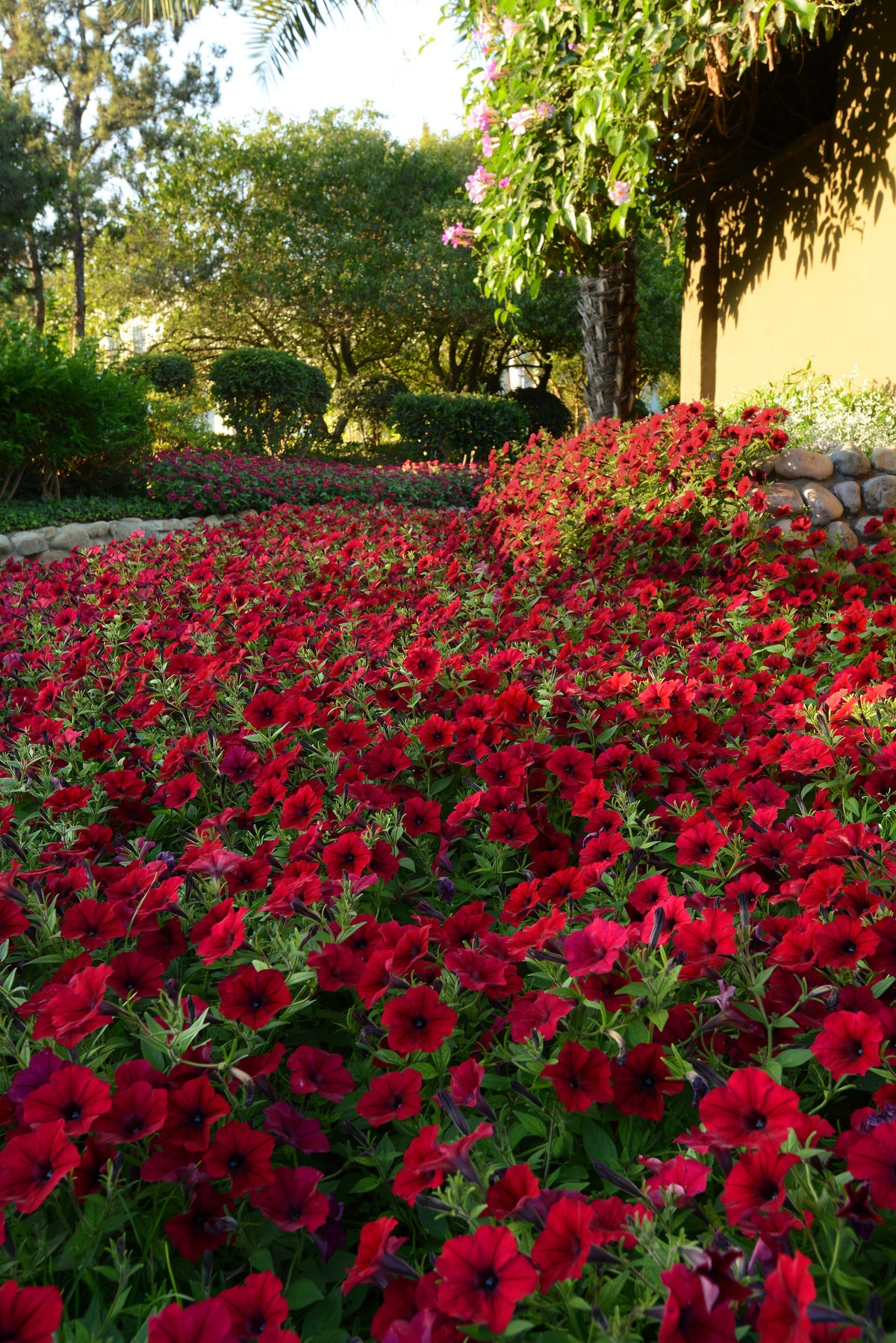 Hybrid Tidal Wave® Red Velour Spreading Petunia Seeds