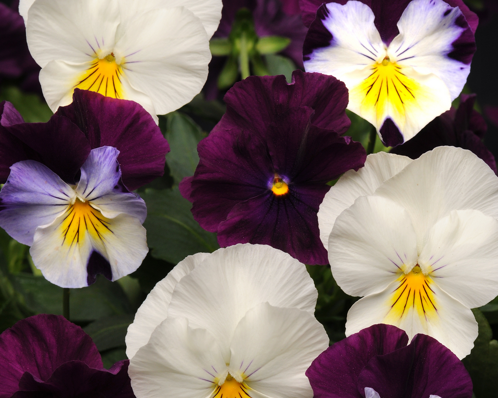 Pansy Cool Wave Berries ‘n Cream Mix Seeds