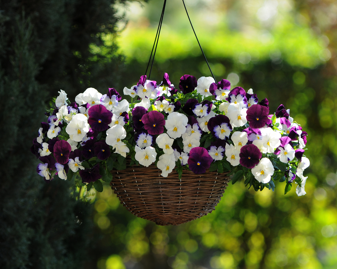 Pansy Cool Wave Berries ‘n Cream Mix Seeds