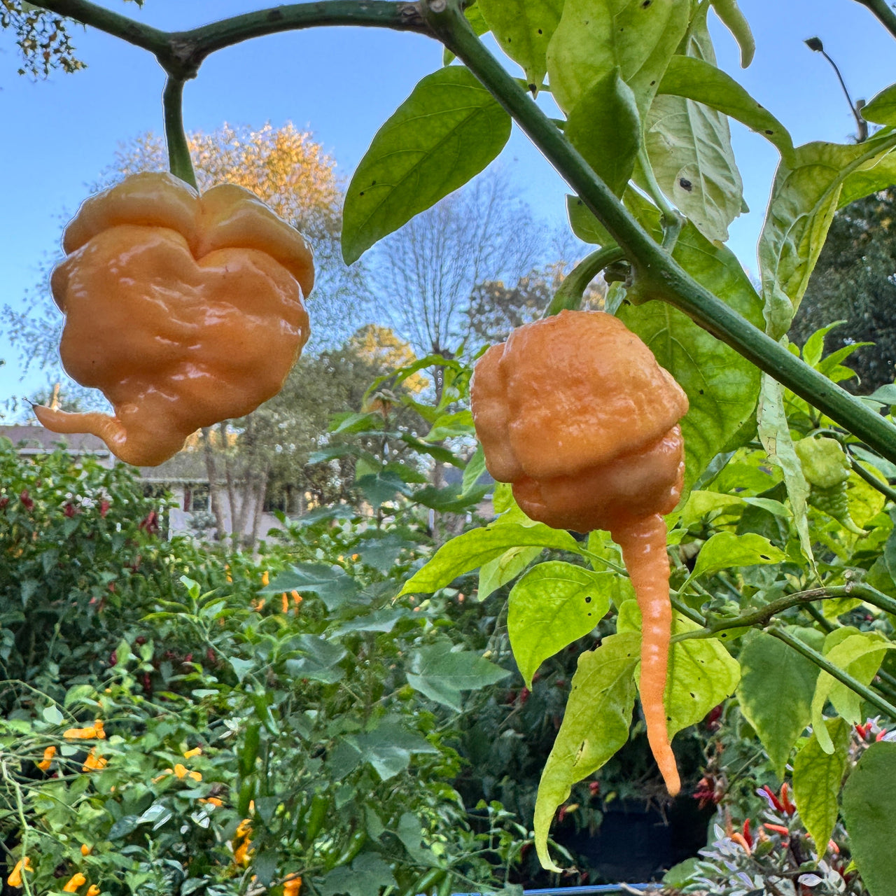 Peach Primo - Seeds