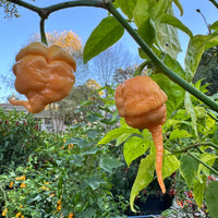 Peach Primo - Seeds