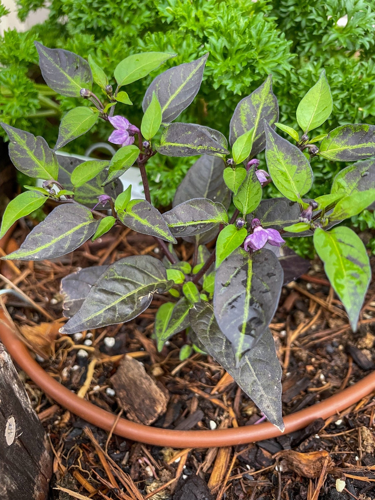 20 FILIUS BLUE PEPPER Capiscum Annuum Christmas Pepper Vegetable Seeds