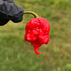 Carolina Reaper Pepper Seeds | HP22B