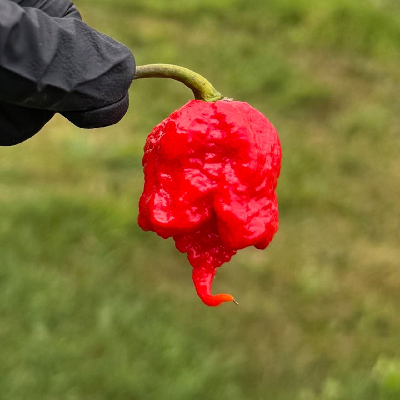 Carolina Reaper Pepper Seeds | HP22B