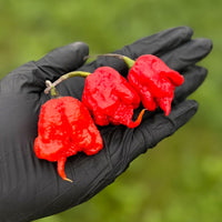 Carolina Reaper Pepper Seeds | HP22B