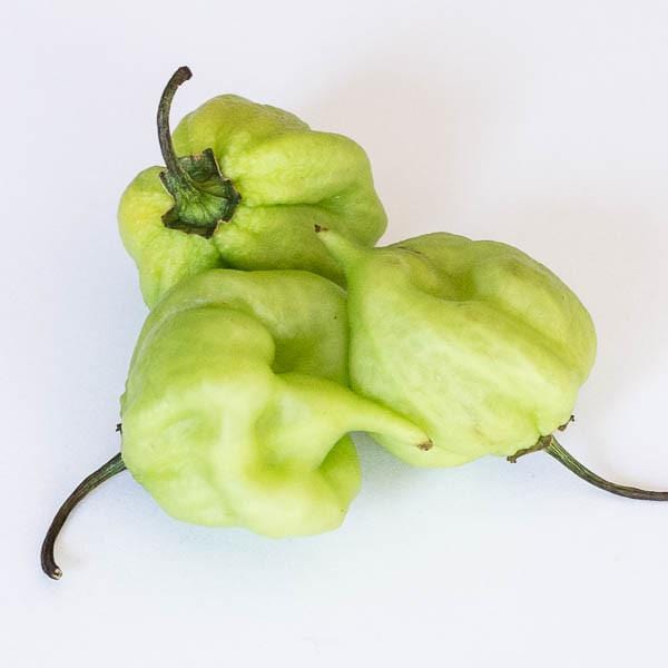 I Scream Scorpion Pepper Seeds