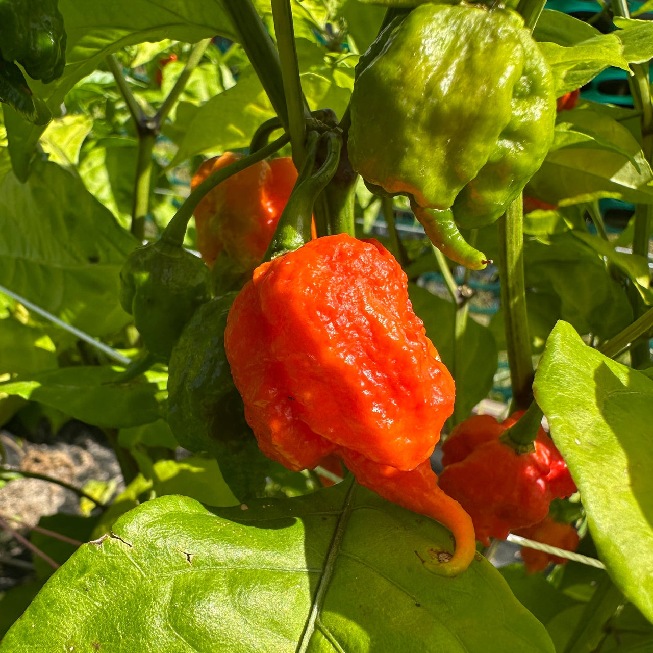 Moruga Riba Moruga Trinidad Scorpion Pepper Seeds – The Pepper Pantry