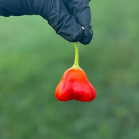 Mushroom Red Cap Pepper Seeds