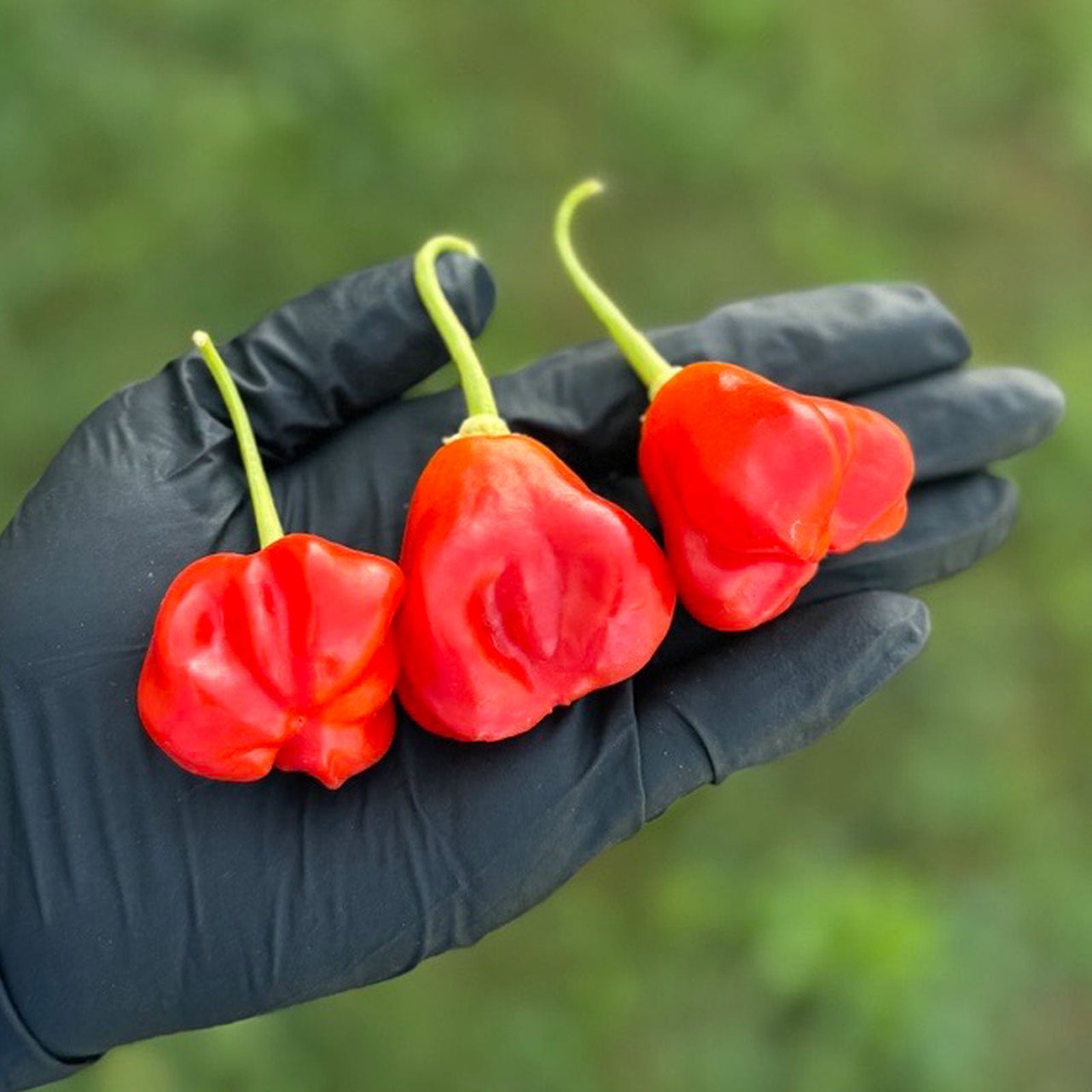 Mushroom Red Cap Pepper Seeds