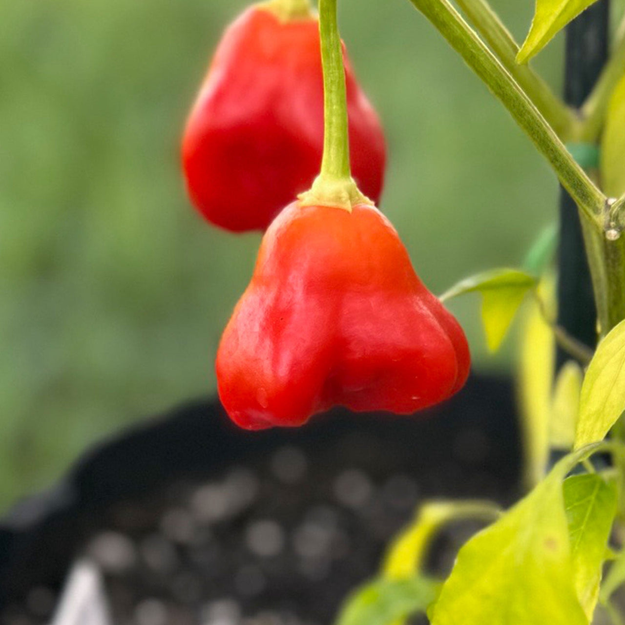 Mushroom Red Cap Pepper Seeds