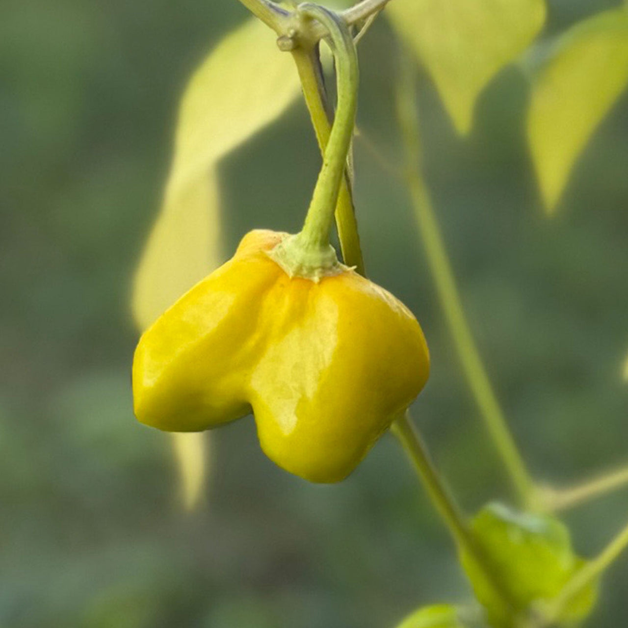 Mushroom Red Cap Pepper Seeds